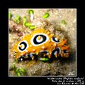 Nudibranche 01