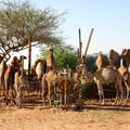 Marche aux chameaux et oasis