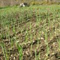 Bonne poussée de printemps : Ail et blé 
