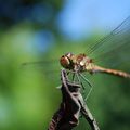 Une magnifique libellule sur une branche de prunier