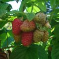 yaourts maison cuits au four aux framboises 