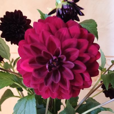 Le jardin en octobre
