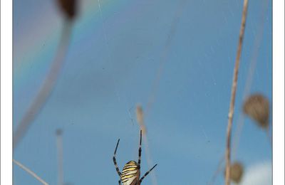Arc en ciel sur la toile