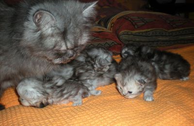 Quelques nouvelles des chatons :