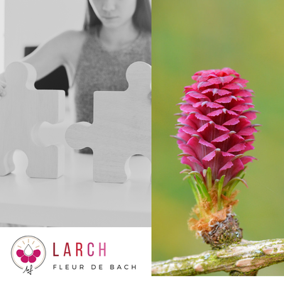 Larch, rails de Krämer et manifestation / fleur de Bach : Larch