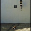 Lisbonne : dog dreaming / le chien qui rêve
