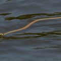 REPTILES - COULEUVRE à Colier - Natrix Natrix