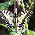 Pouponnière ou comment l'on m'a imposé 13 chenilles de papillon Machaon ou Porte-Queue.