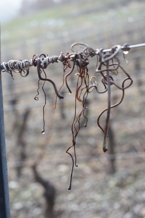 Balade dans les vignes de Chignin (73)