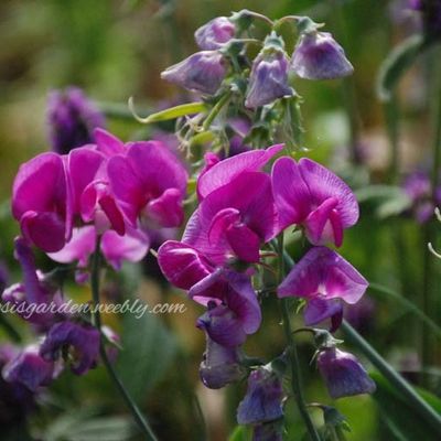 Lathyrus latifolius