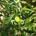 Un petit tour au jardin
