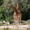 Paire de Girafes du parc de la tête d'or