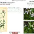 Un jour - une fleur ... la Cardamine des prés 