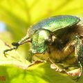 Cétoine doré ?  à vous de me le dire.........