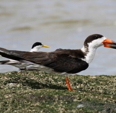 [oiseaux bizarres] : Bec-en-ciseaux