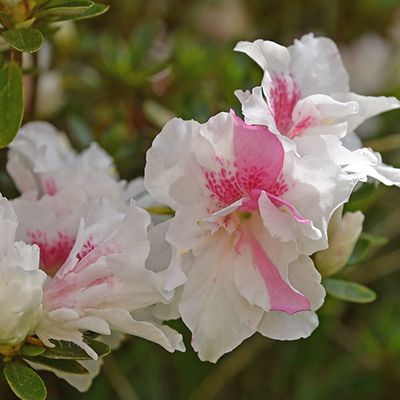 L'azalée japonaise 'White Prince', un prince vraiment charmant