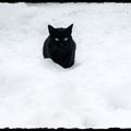 A black cat in the snow...