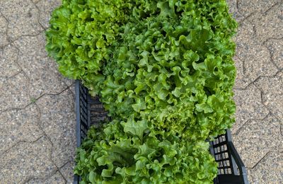 Récolte au jardin 
