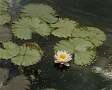 Waterlily...