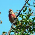 Linotte mélodieuse, Hänfling (Bluthänfling), Linnet