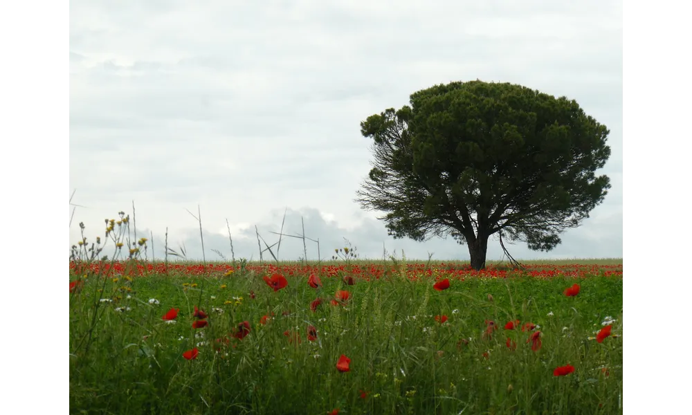 Camino de Santiago, le récit : Chapitre XXVIII