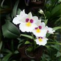 Fleurs du Dimanche