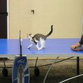 ma petite chatt ki jou o ping-pong