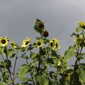 Tournesol 