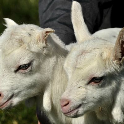 les naissances arrivent ,les premiers commencent