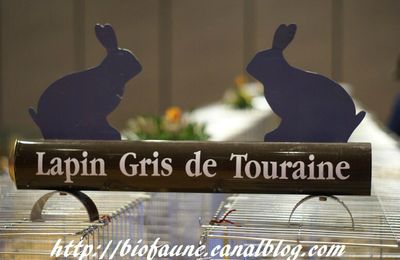 Sauvé de l’oubli, le lapin gris de Touraine obtient le statut de race officielle !