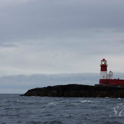 Farne Islands #1 Chanter avec Seal