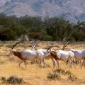 Le parc national du Bou-Hedma en Tunisie : un sanctuaire de la nature !