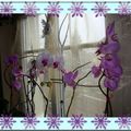 Orchidée/storczyki