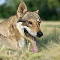 Sur la piste du loup
