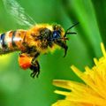 Un pesticide à base de venin d'araignée pour préserver les abeilles