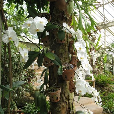 Les orchidées du parc Phoenix