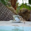 Café tropical