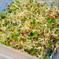 Les graines germées: salades santé et culture maison