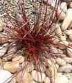 Fiche reco du Carex de Nouvelle Zélande 