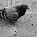 Pigeon