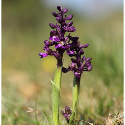 Quelques orchidées de fin mars 25