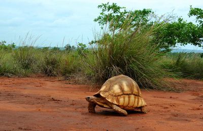 Les cent espèces les plus menacées : gros plan sur la tortue à soc 