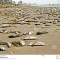 Des cadavres sur la plage
