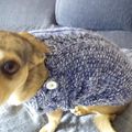 ENSEMBLE ECHARPE BONNET & PULL POUR CHIEN