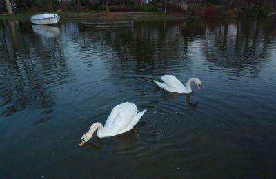 Bois de Vincennes 2