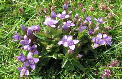 Fleurs du Vercors