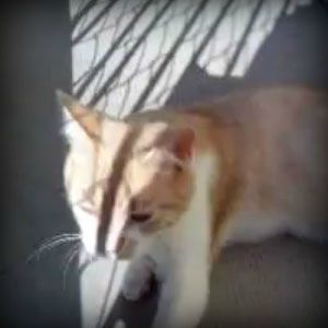 un chaton devenu jouet