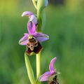 Ophrys frelon = Ophrys bourdon