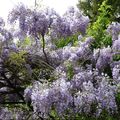 LA GLYCINE...