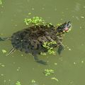 La tortue de Floride .